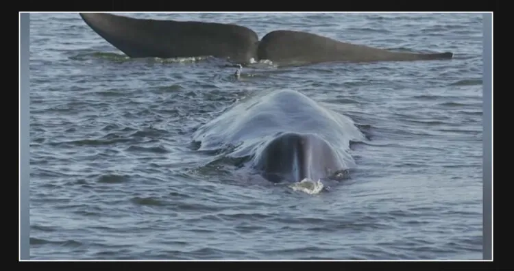 Crews successfully remove 51-foot-long deceased fin whale from Southern California beach