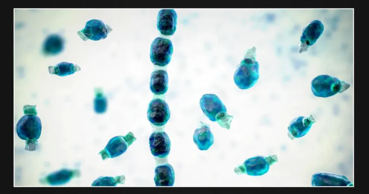 Fungal threat highlighted by Valley fever outbreak at California music festival