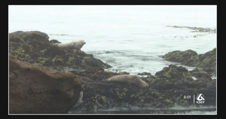 Marine mammals along the California coast affected by domoic acid poisoning