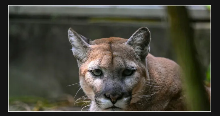 5-year-old boy in California state park attacked by mountain lion